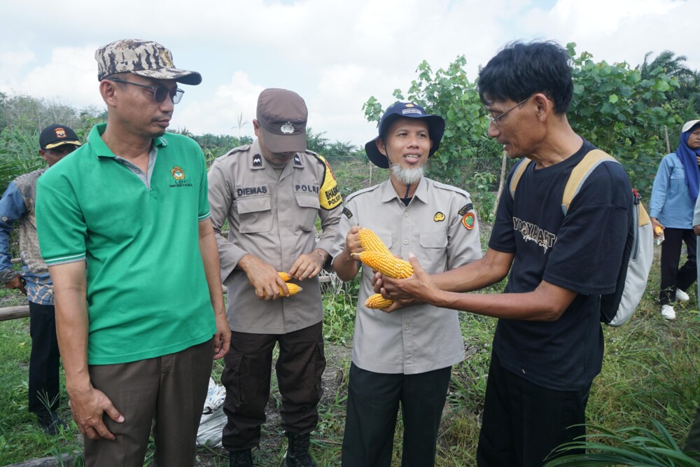 Warga LDII Desa Cipta Praja Panen Jagung Benih Maxx 2, Wujud Nyata Semangat 3K LDII